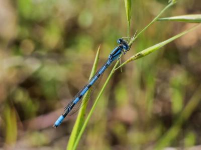 Agrion porte-coupe Enallagma cyathigerum (Charpentier, 1840)