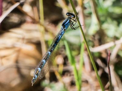Agrion porte-coupe Enallagma cyathigerum (Charpentier, 1840)