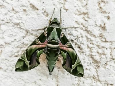Sphinx du Laurier-rose (Le) Daphnis nerii (Linnaeus, 1758)