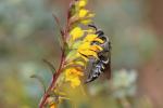  Coelioxys Latreille, 1809