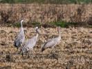 Grue cendrée Grus grus (Linnaeus, 1758)
