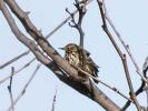Pipit farlouse Anthus pratensis (Linnaeus, 1758)