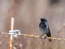 Rougequeue noir Phoenicurus ochruros (S. G. Gmelin, 1774)