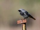 Rougequeue noir Phoenicurus ochruros (S. G. Gmelin, 1774)
