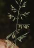 Fétuque d'Auvergne Festuca arvernensis Auquier, Kerguélen & Markgr.-Dann., 1978