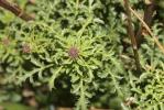 Scrofulaire des chiens Scrophularia canina L., 1753