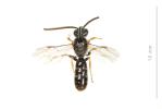  Lasioglossum tricinctum (Schenck, 1874)