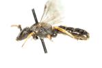  Lasioglossum tricinctum (Schenck, 1874)