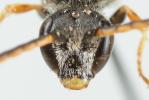 Lasioglossum tricinctum (Schenck, 1874)