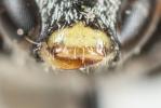 Lasioglossum tricinctum (Schenck, 1874)