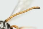  Lasioglossum tricinctum (Schenck, 1874)