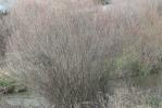 Osier rouge, Osier pourpre Salix purpurea L., 1753