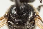  Lasioglossum pauperatum (Brullé, 1832)
