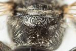  Lasioglossum pauperatum (Brullé, 1832)