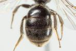  Lasioglossum pauperatum (Brullé, 1832)