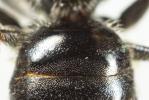  Lasioglossum pauperatum (Brullé, 1832)