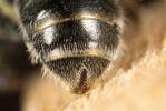  Lasioglossum pauperatum (Brullé, 1832)