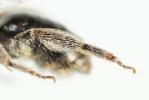  Lasioglossum pauperatum (Brullé, 1832)