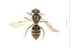  Lasioglossum pallens (Brullé, 1832)
