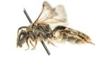  Lasioglossum pallens (Brullé, 1832)