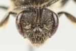  Lasioglossum pallens (Brullé, 1832)