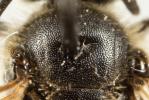  Lasioglossum pallens (Brullé, 1832)