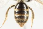  Lasioglossum pallens (Brullé, 1832)