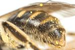  Lasioglossum pallens (Brullé, 1832)