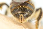  Lasioglossum pallens (Brullé, 1832)