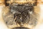  Lasioglossum nigripes (Lepeletier, 1841)