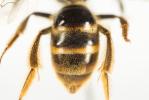  Lasioglossum nigripes (Lepeletier, 1841)
