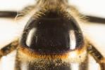  Lasioglossum nigripes (Lepeletier, 1841)