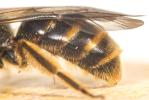  Lasioglossum nigripes (Lepeletier, 1841)