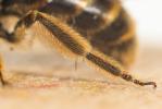  Lasioglossum nigripes (Lepeletier, 1841)