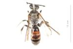 Lasioglossum nigripes (Lepeletier, 1841)