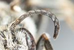  Lasioglossum nigripes (Lepeletier, 1841)