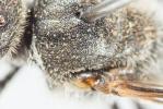  Lasioglossum nigripes (Lepeletier, 1841)