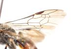  Lasioglossum nigripes (Lepeletier, 1841)