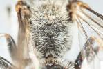  Lasioglossum nigripes (Lepeletier, 1841)