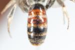  Lasioglossum nigripes (Lepeletier, 1841)