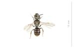  Lasioglossum morio (Fabricius, 1793)