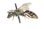  Lasioglossum morio (Fabricius, 1793)