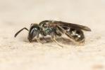  Lasioglossum morio (Fabricius, 1793)
