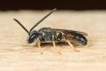  Lasioglossum mediterraneum (Blüthgen, 1926)
