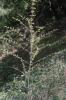 Corroyère à feuilles de myrte, Redoul, Herbe-aux-t Coriaria myrtifolia L., 1753