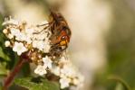 Frelon d'Europe, Frelon, Guichard Vespa crabro Linnaeus, 1758
