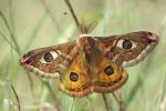 Petit Paon de Nuit (Le) Saturnia pavonia (Linnaeus, 1758)