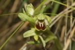 Ophrys araignée, Oiseau-coquet Ophrys aranifera Huds., 1778