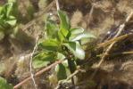 Menthe pouliot Mentha pulegium L., 1753