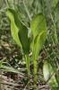 Ophioglosse commun, Langue de serpent, Ophioglosse Ophioglossum vulgatum L., 1753